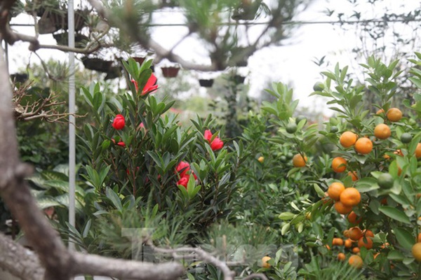 Làng hoa vào vụ Tết, người dân kiếm 20-30 triệu đồng mỗi ngày-11