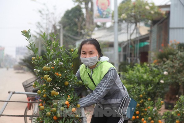 Làng hoa vào vụ Tết, người dân kiếm 20-30 triệu đồng mỗi ngày-13