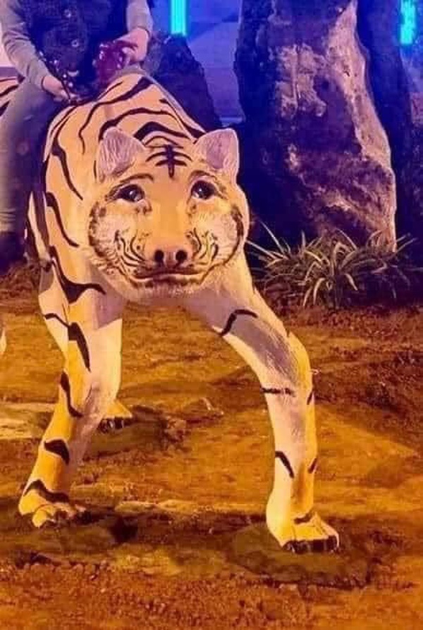 Đàn hổ gầy trơ xương đón Tết 2022, thực hư thông tin bị di dời sau khi gây sốt mạng-2
