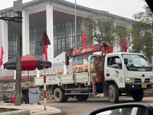 Đàn hổ gầy trơ xương đón Tết 2022, thực hư thông tin bị di dời sau khi gây sốt mạng-6