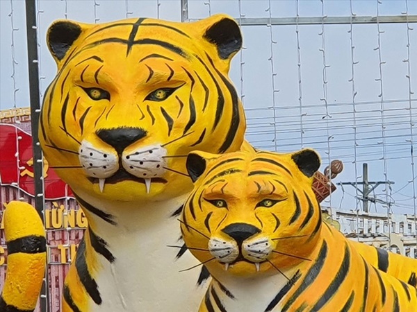 Đàn hổ gầy trơ xương đón Tết 2022, thực hư thông tin bị di dời sau khi gây sốt mạng-9