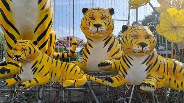 Đàn hổ gầy trơ xương đón Tết 2022, thực hư thông tin bị di dời sau khi gây sốt mạng-10