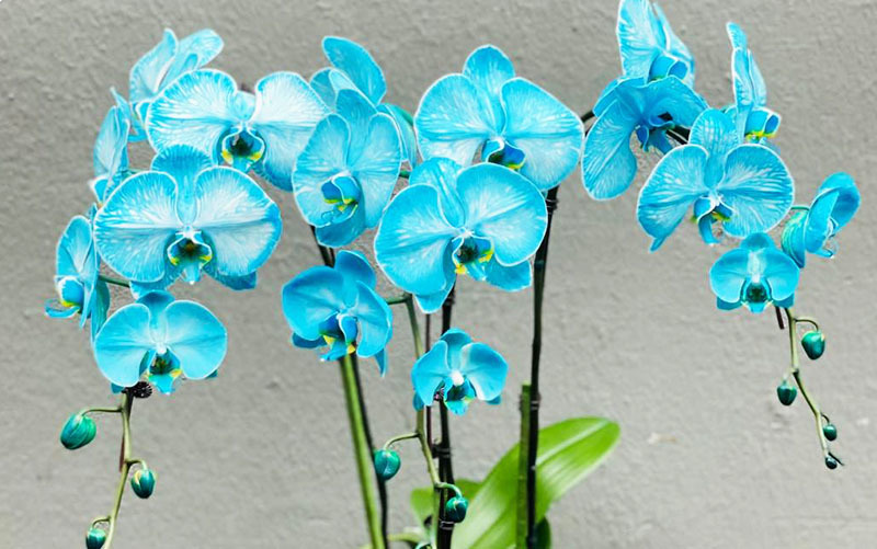 Lan hồ điệp màu lạ hiếm có, tiền triệu một cành vẫn mạnh tay chơi Tết-1