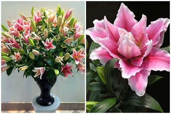 Muốn chọn hoa ly đẹp chơi Tết cứ nhìn điểm này: Không sợ hoa để đông lạnh, bông nở to, cả tuần vẫn tươi