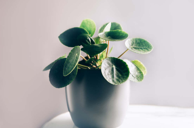 6 loại cây để bàn như nam châm hút tiền cho năm mới, gia chủ muốn tài lộc nhất định phải sắm về-2