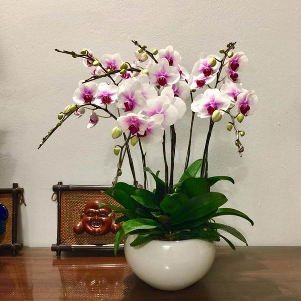 6 loại cây để bàn như nam châm hút tiền cho năm mới, gia chủ muốn tài lộc nhất định phải sắm về-4