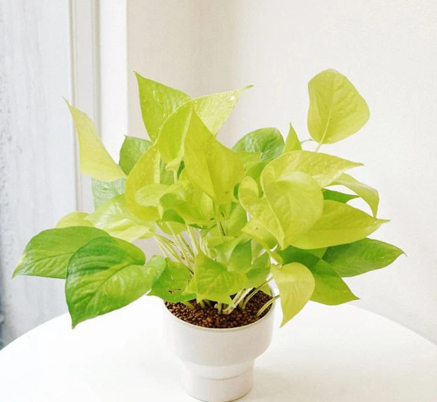 6 loại cây để bàn như nam châm hút tiền cho năm mới, gia chủ muốn tài lộc nhất định phải sắm về-5