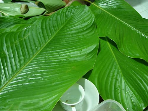 Cách chọn lá dong và lạt chuẩn để gói bánh chưng không phải ai cũng biết-2