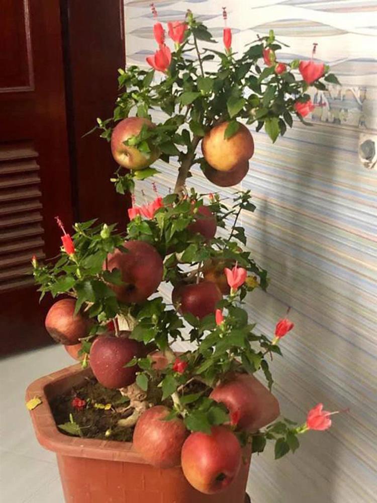 Cú lừa ngàyTết: táo bonsai nở hoa dâm bụt, hải đường chi chít nụ nhờ keo 502-1