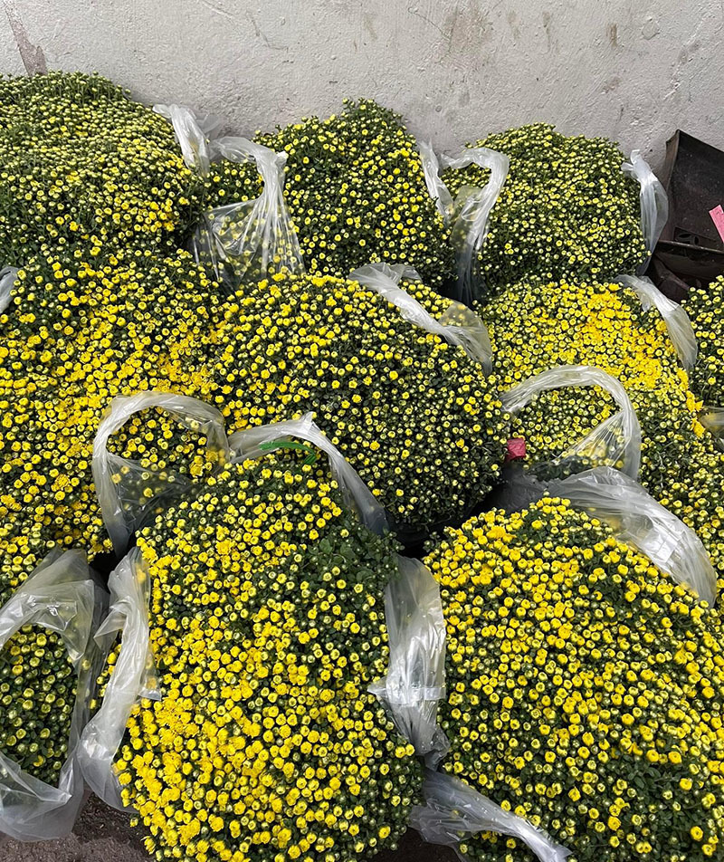 Chậu cúc vạn bông từ Đồng Tháp ra Hà Nội: Giá quá rẻ, ồ ạt mua chơi Tết-3