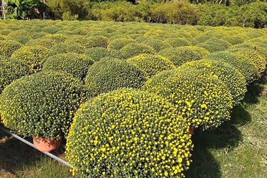 Chậu cúc vạn bông từ Đồng Tháp ra Hà Nội: Giá quá rẻ, ồ ạt mua chơi Tết