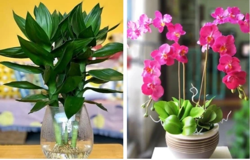7 loại cây là ‘nam châm hút tiền’, đặt trên bàn làm việc mời gọi may mắn, tài lộc-1
