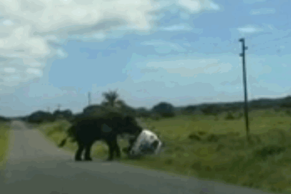 Ô tô bị voi rừng tấn công, hành khách hoảng hốt tháo chạy-1