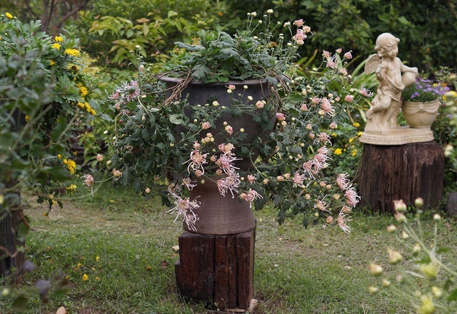 Chậu cúc cổ thế đẹp giá tới 2 triệu, dù đắt vẫn được nhiều người sốt sắng mua trước Tết-1