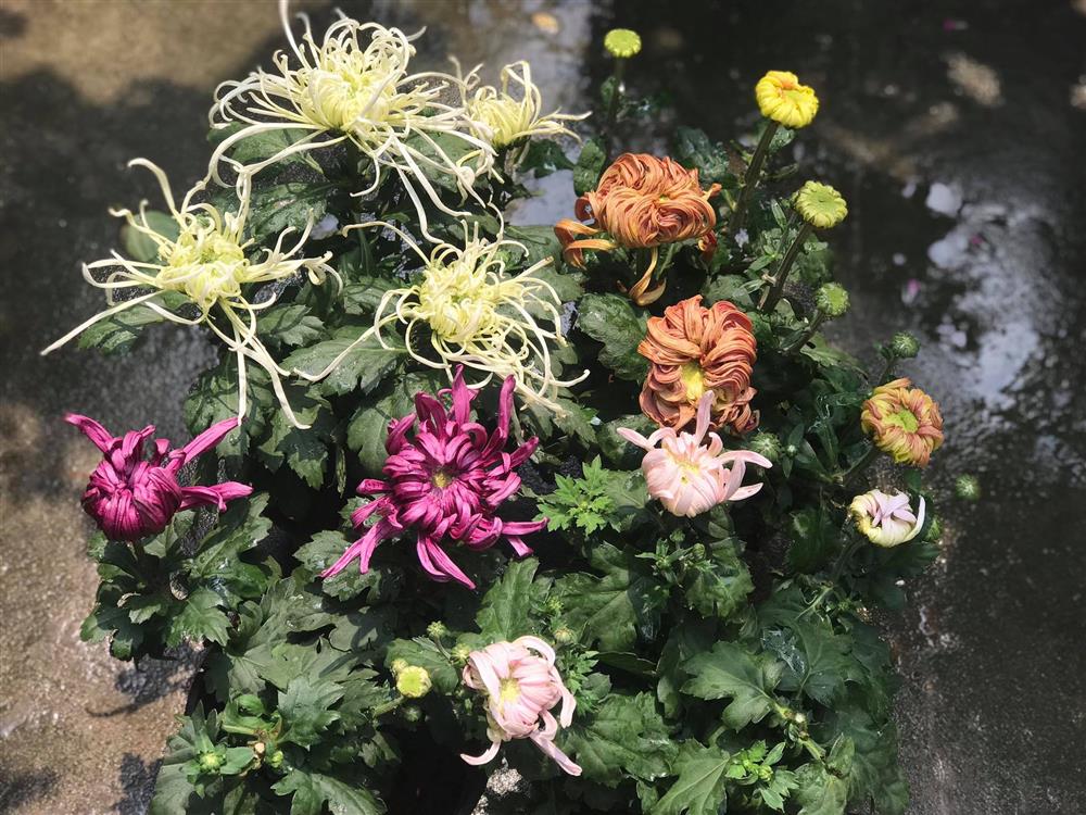 Chậu cúc cổ thế đẹp giá tới 2 triệu, dù đắt vẫn được nhiều người sốt sắng mua trước Tết-2