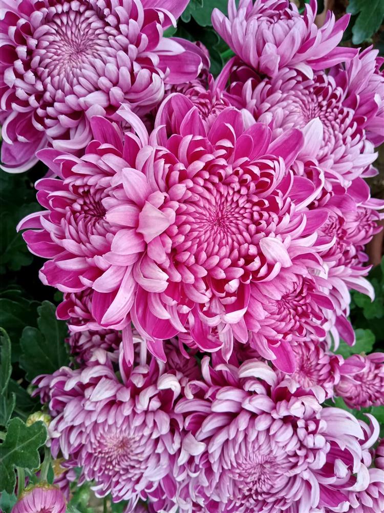 Chậu cúc cổ thế đẹp giá tới 2 triệu, dù đắt vẫn được nhiều người sốt sắng mua trước Tết-3