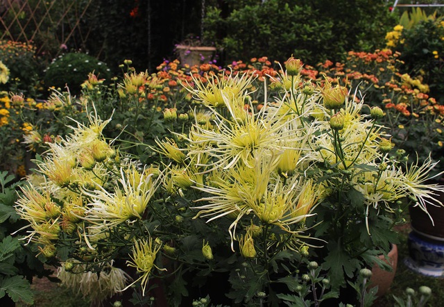 Chậu cúc cổ thế đẹp giá tới 2 triệu, dù đắt vẫn được nhiều người sốt sắng mua trước Tết-5