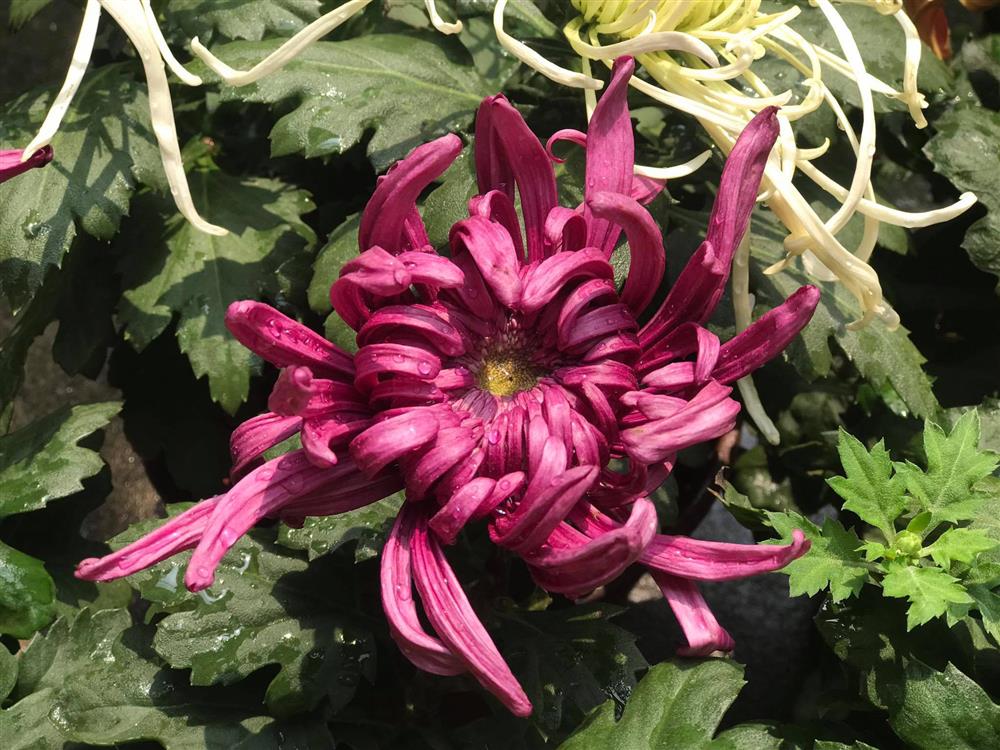 Chậu cúc cổ thế đẹp giá tới 2 triệu, dù đắt vẫn được nhiều người sốt sắng mua trước Tết-7