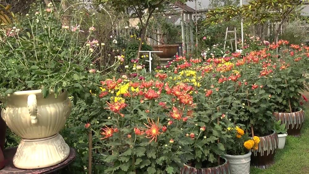 Chậu cúc cổ thế đẹp giá tới 2 triệu, dù đắt vẫn được nhiều người sốt sắng mua trước Tết-8