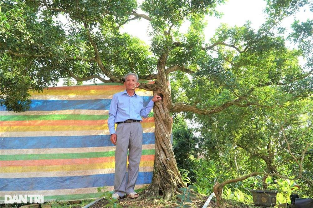 Vườn nguyệt quế cả nghìn cây giá nào cũng không bán của lão nông miền Tây-1