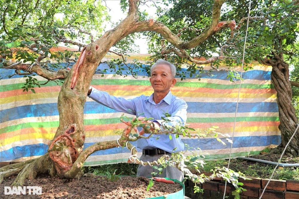 Vườn nguyệt quế cả nghìn cây giá nào cũng không bán của lão nông miền Tây-2