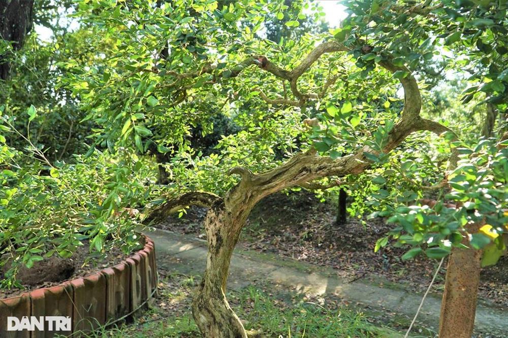 Vườn nguyệt quế cả nghìn cây giá nào cũng không bán của lão nông miền Tây-5