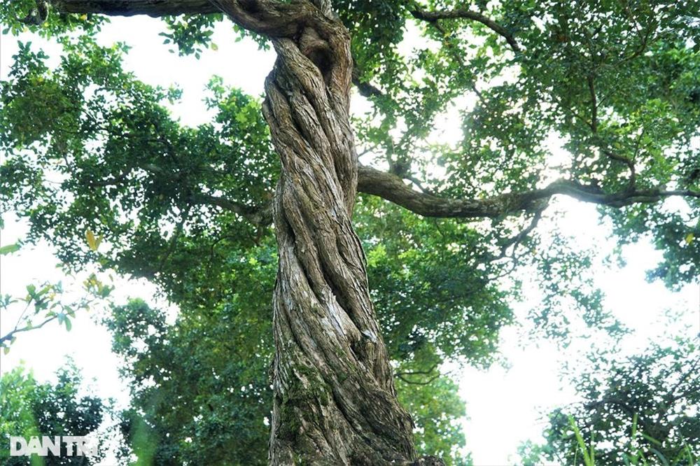 Vườn nguyệt quế cả nghìn cây giá nào cũng không bán của lão nông miền Tây-6