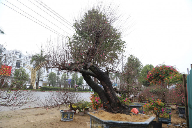 Cận cảnh cây đào khủng giá thuê chơi Tết 120 triệu đồng-2