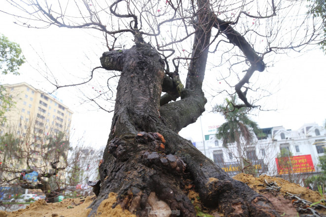 Cận cảnh cây đào khủng giá thuê chơi Tết 120 triệu đồng-3