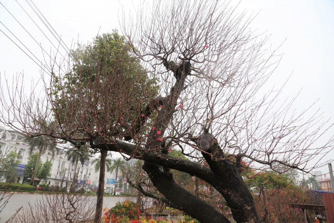 Cận cảnh cây đào khủng giá thuê chơi Tết 120 triệu đồng-4