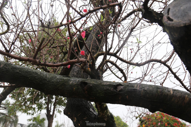 Cận cảnh cây đào khủng giá thuê chơi Tết 120 triệu đồng-5