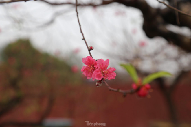 Cận cảnh cây đào khủng giá thuê chơi Tết 120 triệu đồng-6