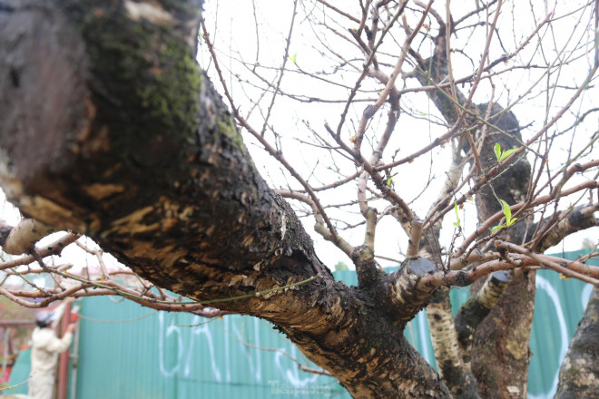 Cận cảnh cây đào khủng giá thuê chơi Tết 120 triệu đồng-7