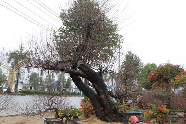 Chị em Hà thành chi tiền triệu mua ‘củi khô’, đào huyền để chơi Tết-3