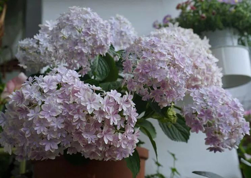 Chàng thiết kế trẻ khéo biến ban công 3m² thành khu vườn mộng mơ khiến các chị em cũng phải ghen tị-12