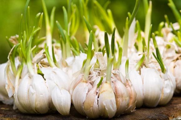 Hóa ra bảo quản tỏi đơn giản như vậy, mùa đông không lo bị thối rữa hay mọc mầm-1