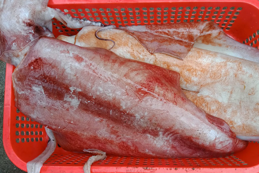 Hai loại mực khổng lồ cháy hàng” ở Việt Nam giá thế nào?-1