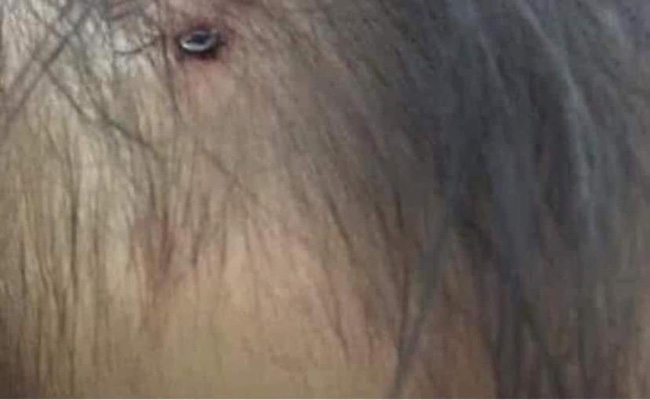 Xuất hiện hình ảnh nghi là bé gái 3 tuổi ở Hà Nội với chiếc đinh lớn cắm thẳng vào đầu khiến dân mạng dậy sóng-1