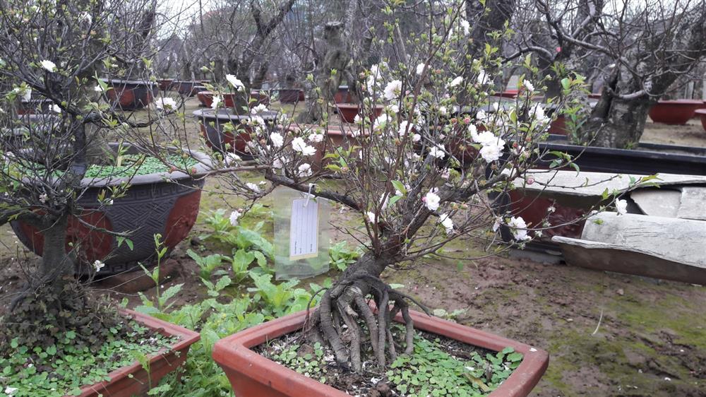 Không phải mai vàng, đây mới là loài mai quốc hồn quốc tuý khiến nhiều người mê mẩn dịp Tết-1