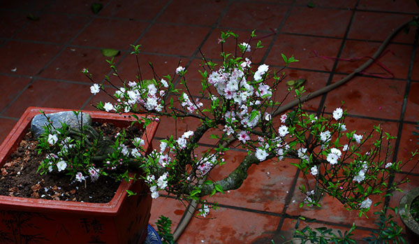 Không phải mai vàng, đây mới là loài mai quốc hồn quốc tuý khiến nhiều người mê mẩn dịp Tết-2