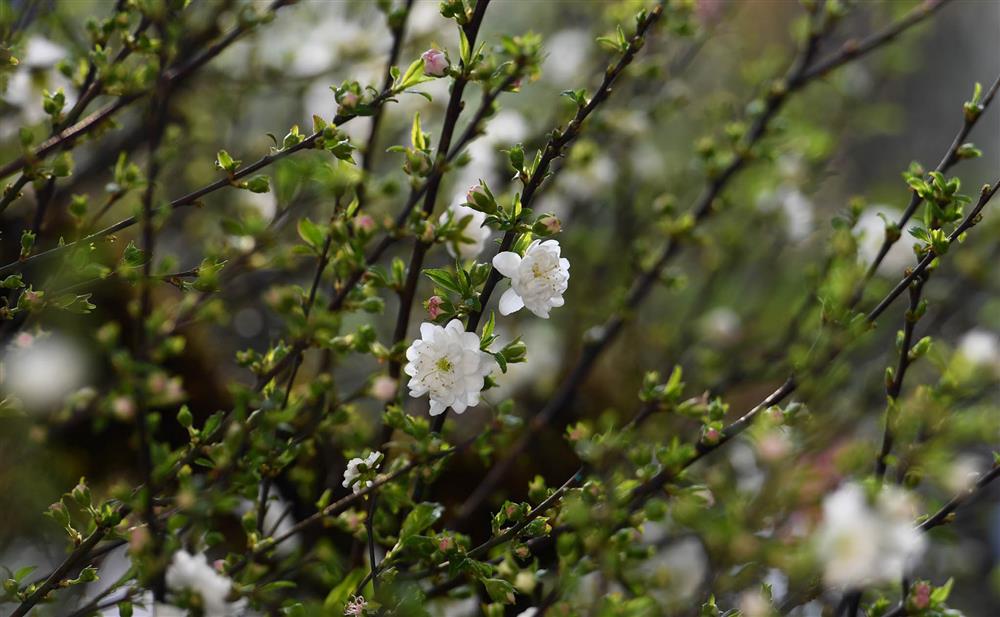 Không phải mai vàng, đây mới là loài mai quốc hồn quốc tuý khiến nhiều người mê mẩn dịp Tết-4