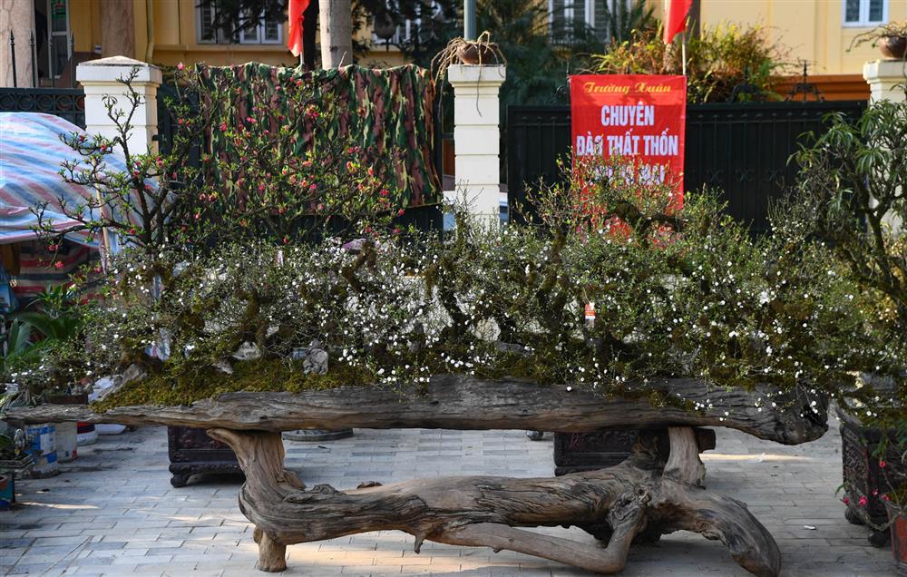 Không phải mai vàng, đây mới là loài mai quốc hồn quốc tuý khiến nhiều người mê mẩn dịp Tết-5