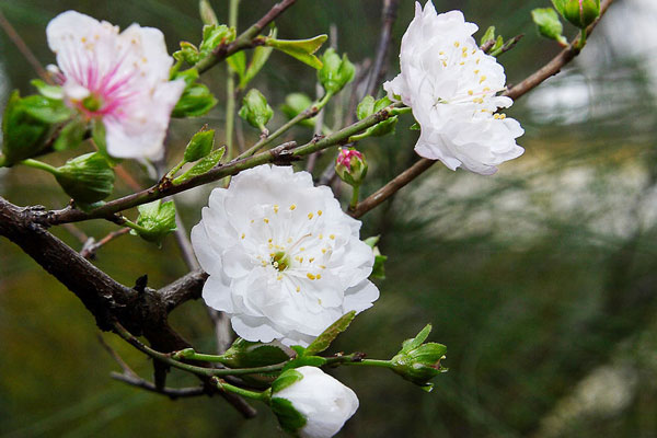 Số phận của cây mai vàng thế Bạt Phong Hồi Đầu từng được định giá 5 tỷ đồng ở Quảng Bình-6