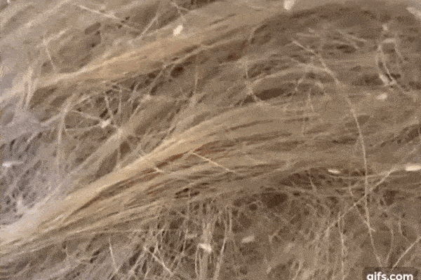 Thực hư câu chuyện bé gái 5 tuổi cứ đêm đến là rời khỏi nhà, bố đi theo phát hiện sự thật liền gọi cảnh sát-4