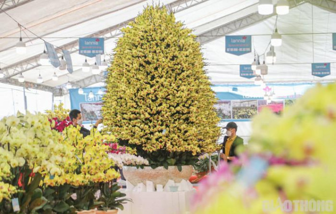 Chậu lan hồ điệp khổng lồ gây sốt với giá hơn 860 triệu ở Hà Nội-2