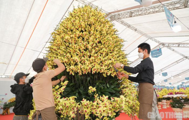 Chậu lan hồ điệp khổng lồ gây sốt với giá hơn 860 triệu ở Hà Nội-3