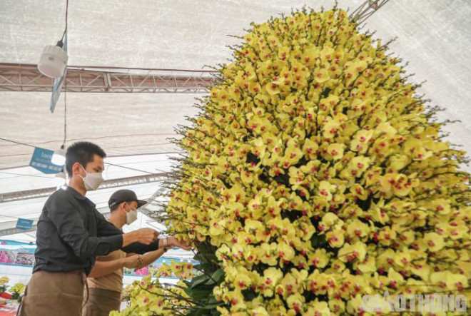 Chậu lan hồ điệp khổng lồ gây sốt với giá hơn 860 triệu ở Hà Nội-4