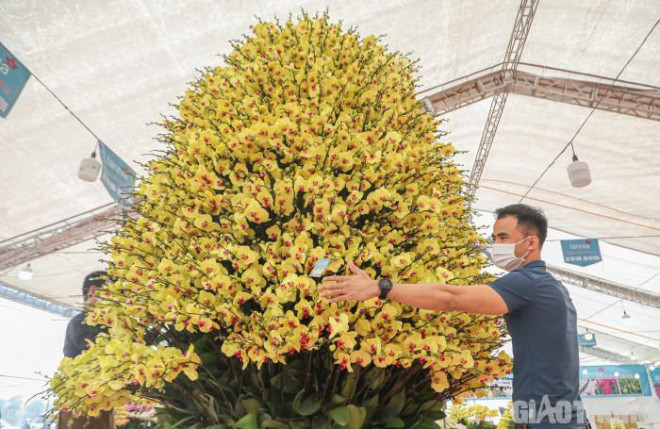 Chậu lan hồ điệp khổng lồ gây sốt với giá hơn 860 triệu ở Hà Nội-5