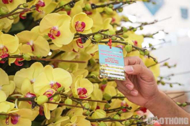 Chậu lan hồ điệp khổng lồ gây sốt với giá hơn 860 triệu ở Hà Nội-7