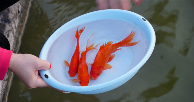 Văn khấn ông Công ông Táo 2022 ngắn gọn và đầy đủ, đúng văn hóa truyến thống-3